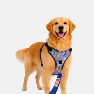 dog nebula blue harness with leash walk