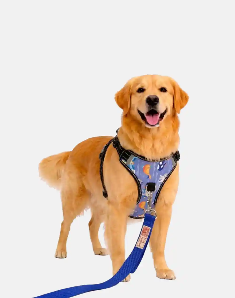 dog nebula blue harness with leash walk