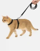 cat black harness main