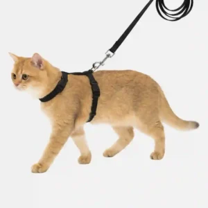 cat black harness main