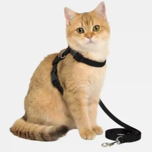 cat black harness style