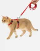 cat red harness main
