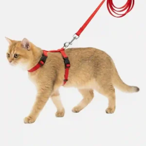 cat red harness main