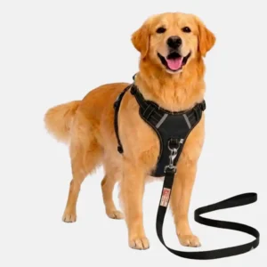 dog black harness with leash walk