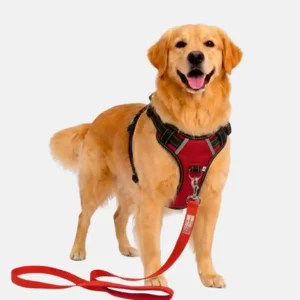 dog red harness with leash walk