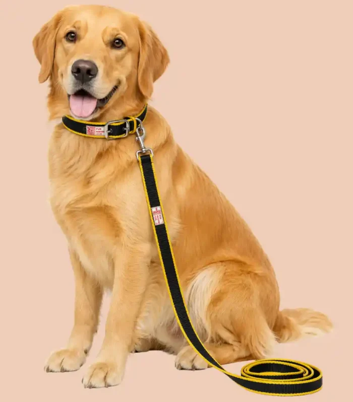 green and yellow dog collar and lease set