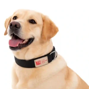 dog black padded collar