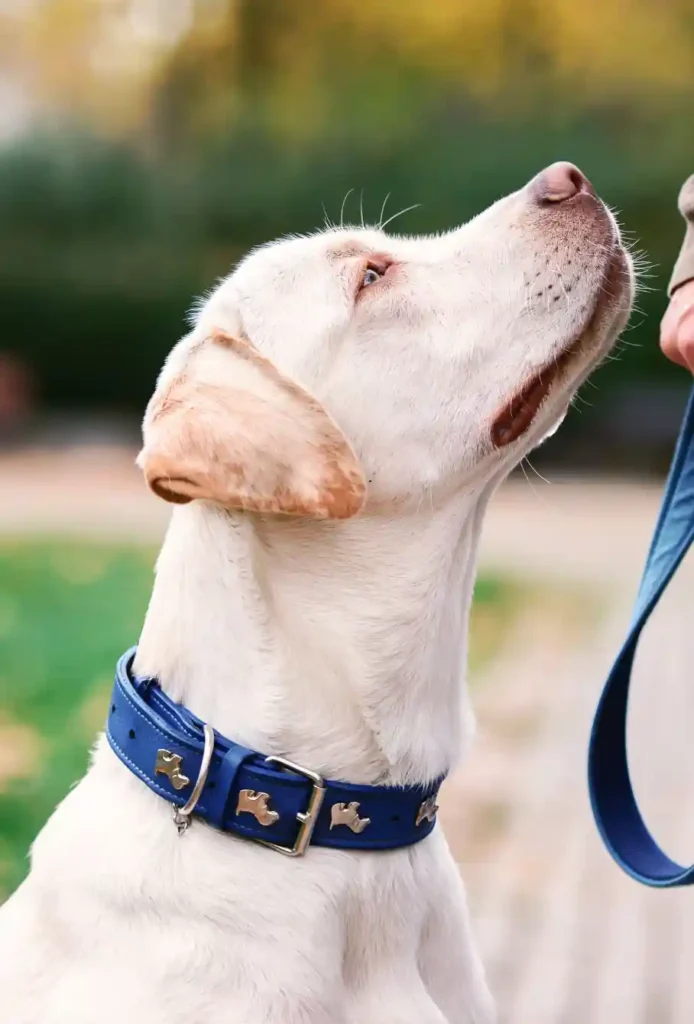 dog collar website column image