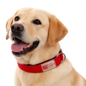 dog red padded collar