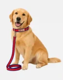 red blue dog collar and leash set main